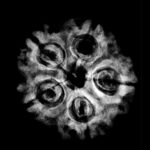 Collector 5 Mukhi Rudraksha Nepal - (23.27 MM) - (Rudrapuja)