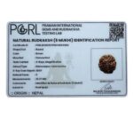 Collector 5 Mukhi Rudraksha Nepal - (23.27 MM) - (Rudrapuja)