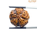 Collector 5 Mukhi Rudraksha Nepal - (23.27 MM) - (Rudrapuja)