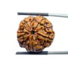 Collector 5 Mukhi Rudraksha Nepal - (23.27 MM) - (Rudrapuja)