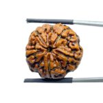 Collector 5 Mukhi Rudraksha Nepal - (23.27 MM) - (Rudrapuja)