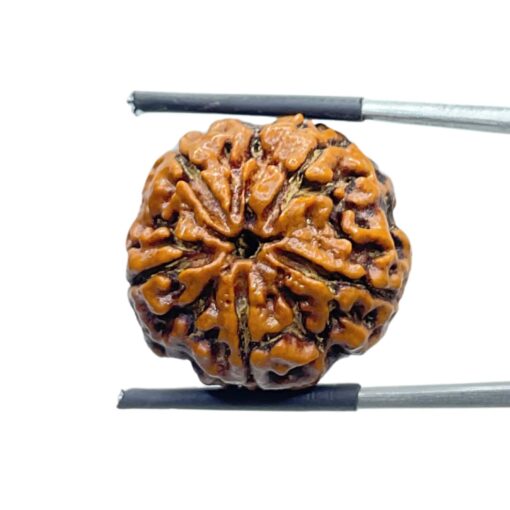 Collector 5 Mukhi Rudraksha Nepal - (23.27 MM) - (Rudrapuja)