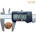 Collector 5 Mukhi Rudraksha Nepal - (23.27 MM) - (Rudrapuja)