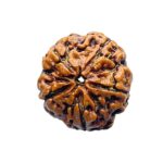 Collector 5 Mukhi Rudraksha Nepal - (23.27 MM) - (Rudrapuja)