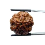 Collector 5 Mukhi Rudraksha Nepal - (23.35 MM)