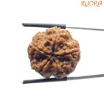 Collector 5 Mukhi Rudraksha Nepal - (23.35 MM)
