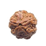 Collector 5 Mukhi Rudraksha Nepal - (23.35 MM)