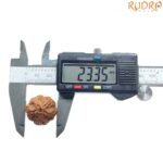 Collector 5 Mukhi Rudraksha Nepal - (23.35 MM)