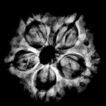 Collector 5 Mukhi Rudraksha Nepal - (23.90 MM)