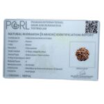 Collector 5 Mukhi Rudraksha Nepal - (23.90 MM)