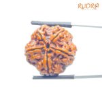 Collector 5 Mukhi Rudraksha Nepal - (23.90 MM)