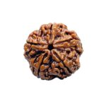 Collector 5 Mukhi Rudraksha Nepal - (23.90 MM)
