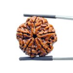 Collector 5 Mukhi Rudraksha Nepal - (23.90 MM)