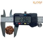 Collector 5 Mukhi Rudraksha Nepal - (23.90 MM)