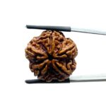 Collector 5 Mukhi Rudraksha Nepal - (23.92 MM)