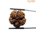 Collector 5 Mukhi Rudraksha Nepal - (23.92 MM)