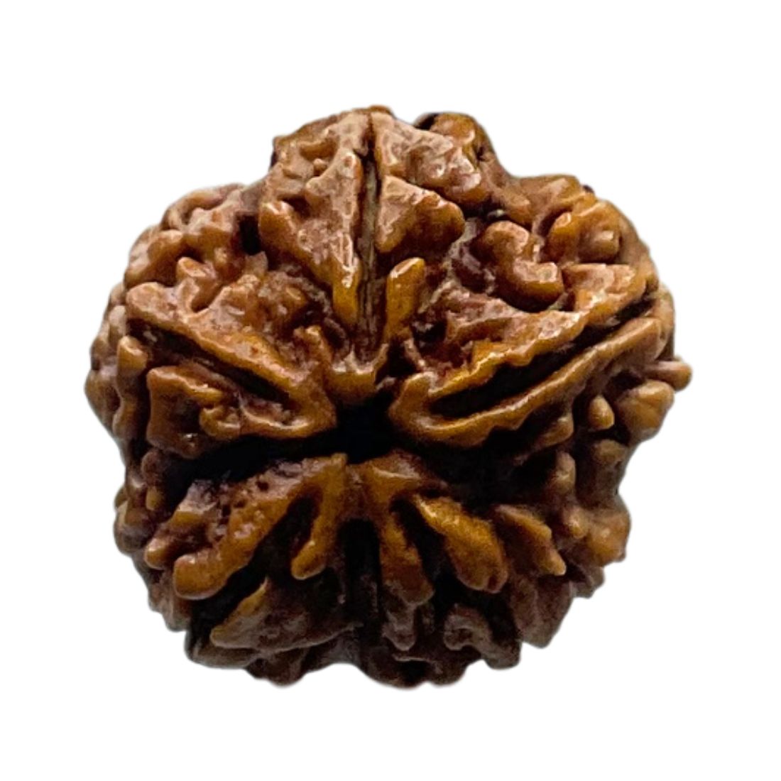 Collector 5 Mukhi Rudraksha Nepal - (23.92 MM)