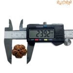 Collector 5 Mukhi Rudraksha Nepal - (23.92 MM)