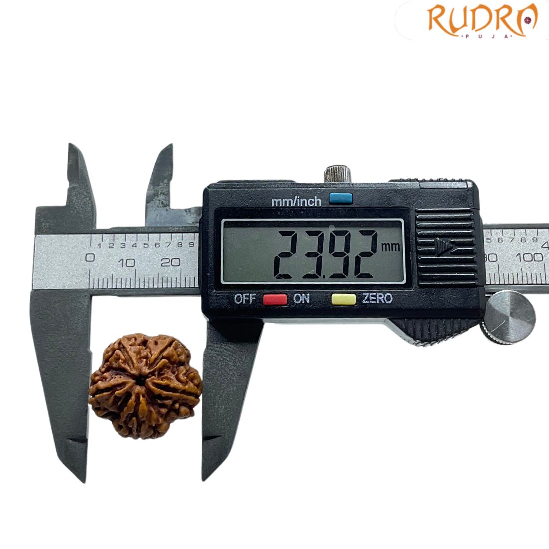 Collector 5 Mukhi Rudraksha Nepal - (23.92 MM)