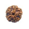 Collector 5 Mukhi Rudraksha Nepal - (24.00 Mm) 15 Collector 5 Mukhi Rudraksha Nepal - (24.00 Mm )