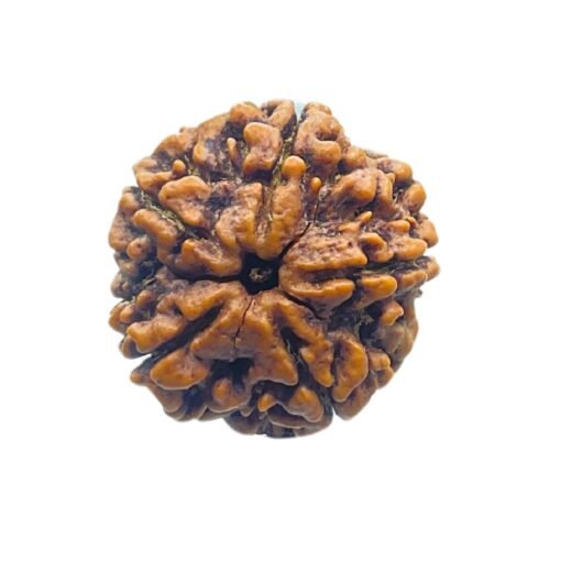 Collector 5 Mukhi Rudraksha Nepal - (24.00 Mm )