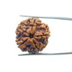 Collector 5 Mukhi Rudraksha Nepal - (24.00 MM )