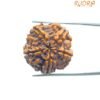 Collector 5 Mukhi Rudraksha Nepal - (24.00 Mm) 13 Collector 5 Mukhi Rudraksha Nepal - (24.00 Mm )