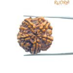 Collector 5 Mukhi Rudraksha Nepal - (24.00 Mm )