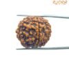 Collector 5 Mukhi Rudraksha Nepal - (24.00 Mm) 14 Collector 5 Mukhi Rudraksha Nepal - (24.00 Mm )