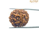 Collector 5 Mukhi Rudraksha Nepal - (24.00 Mm )