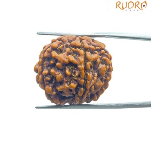 Collector 5 Mukhi Rudraksha Nepal - (24.00 Mm )