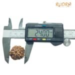 Collector 5 Mukhi Rudraksha Nepal - (24.00 Mm )