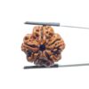 Collector 5 Mukhi Rudraksha Nepal - (24.02 MM)