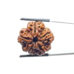 Collector 5 Mukhi Rudraksha Nepal - (24.02 MM)