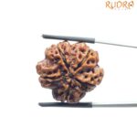 Collector 5 Mukhi Rudraksha Nepal - (24.02 MM)