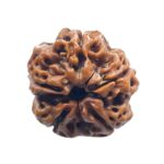 Collector 5 Mukhi Rudraksha Nepal - (24.02 MM)