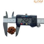 Collector 5 Mukhi Rudraksha Nepal - (24.02 MM)