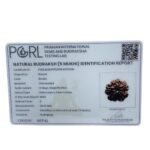 Collector 5 Mukhi Rudraksha Nepal - (24.02 MM) certi