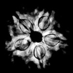 Collector 5 Mukhi Rudraksha Nepal - (24.18 MM)