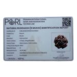 Collector 5 Mukhi Rudraksha Nepal - (24.18 MM)