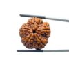 Collector 5 Mukhi Rudraksha Nepal - (24.26 MM)