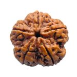 Collector 5 Mukhi Rudraksha Nepal - (24.26 MM)