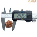 Collector 5 Mukhi Rudraksha Nepal - (24.26 MM)