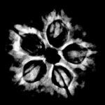 Collector 5 Mukhi Rudraksha Nepal - (24.26 MM)