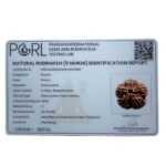 Collector 5 Mukhi Rudraksha Nepal - (24.26 MM)