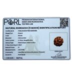 Collector 5 Mukhi Rudraksha Nepal - (24.32 MM) - (Rudrapuja)
