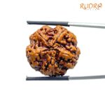 Collector 5 Mukhi Rudraksha Nepal - (24.32 MM) - (Rudrapuja)