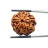 Collector 5 Mukhi Rudraksha Nepal - (24.32 MM) - (Rudrapuja)