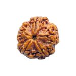 Collector 5 Mukhi Rudraksha Nepal - (24.32 MM) - (Rudrapuja)
