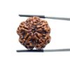Collector 5 Mukhi Rudraksha Nepal - (24.45 MM)